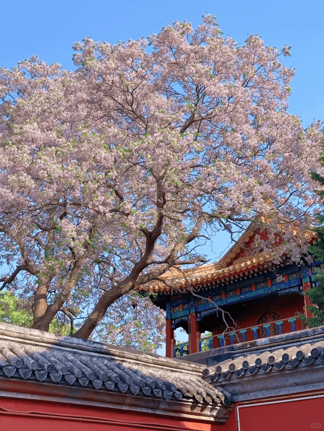 私人订制旅行社带你开启零套路纯玩之旅澳门